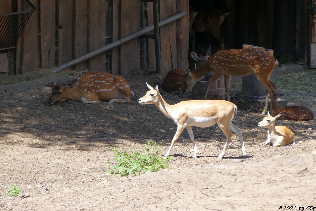 Vietnam-Sikahirsch, Hirschziegenantilope (Sasin)