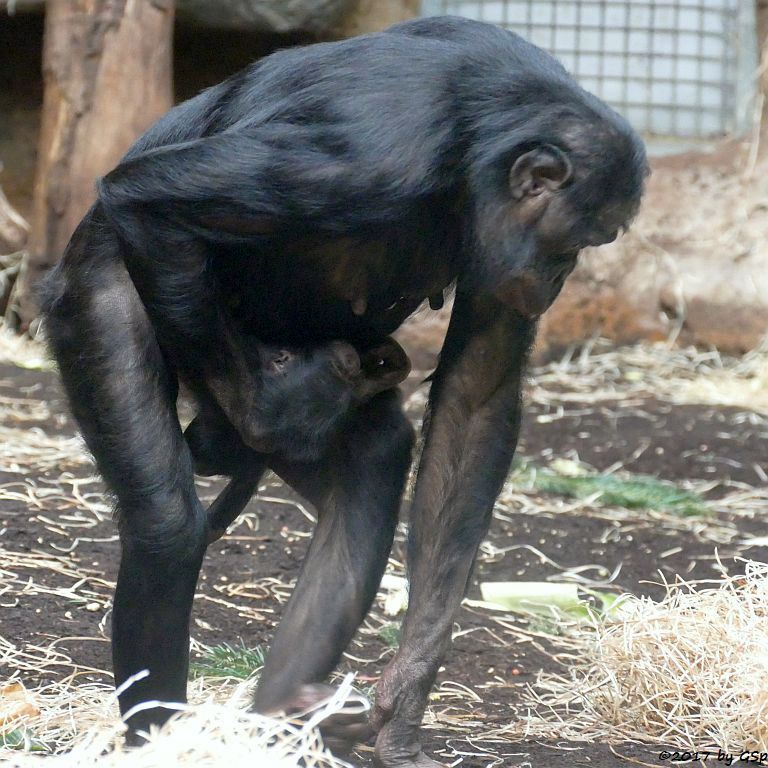 Bonobo (Zwergschimpanse)