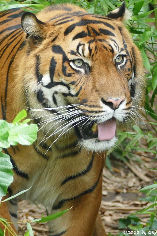 Sumatratiger VANNI