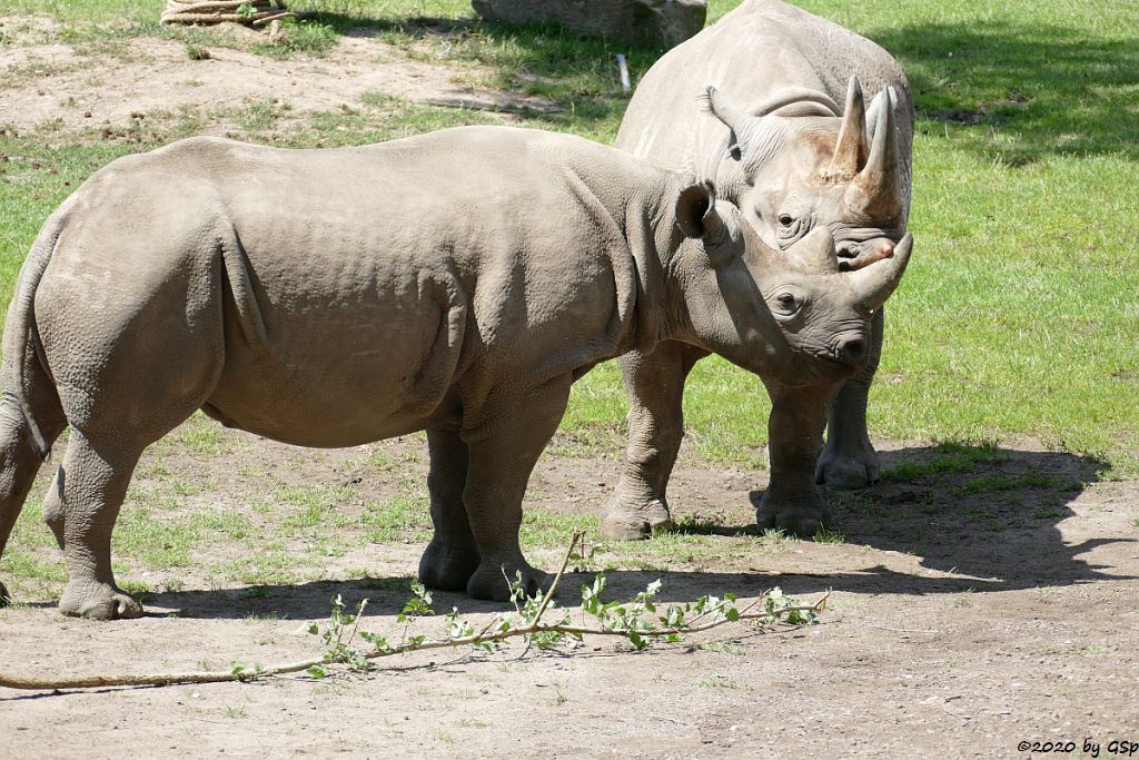 Ostafrikanisches Spitzmaulnashorn (Östliches Spitzmaulnashorn)