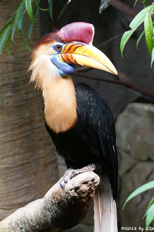 Helmhornvogel (Sulawesi-Hornvogel)