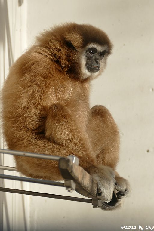 Weißhandgibbon (Lar)