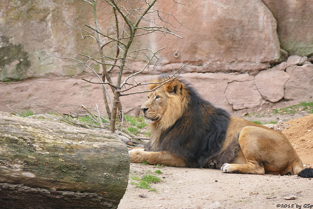 Asiatischer Löwe