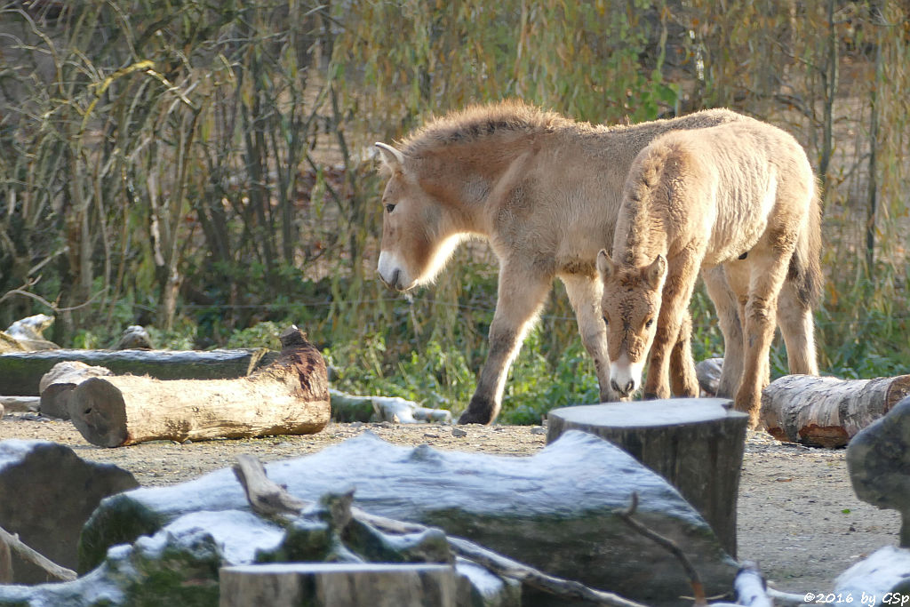 PräriebisonPräriebison