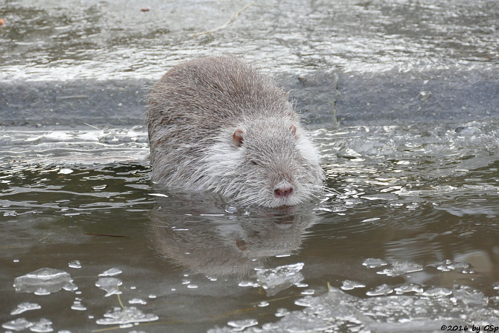 Nutria (Biberratte, Sumpfbiber)