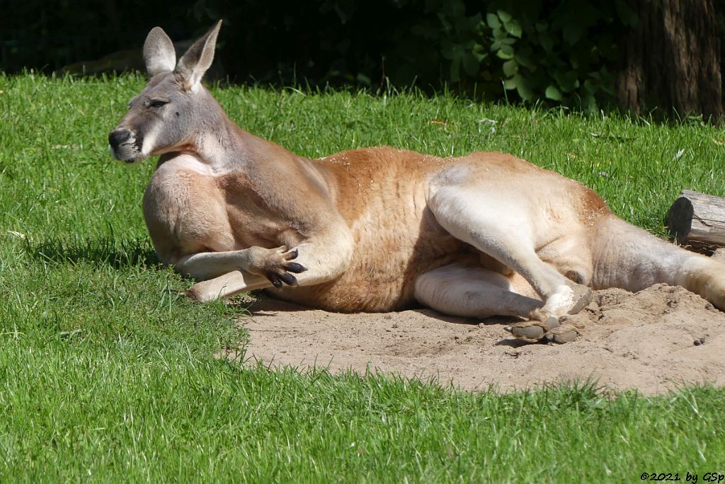 Rotes Riesenkänguru