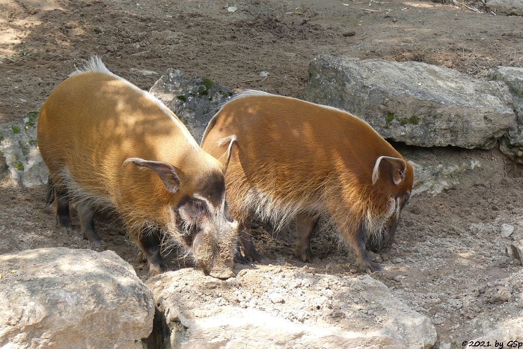 Pinselohrschwein (Rotes Flussschwein)