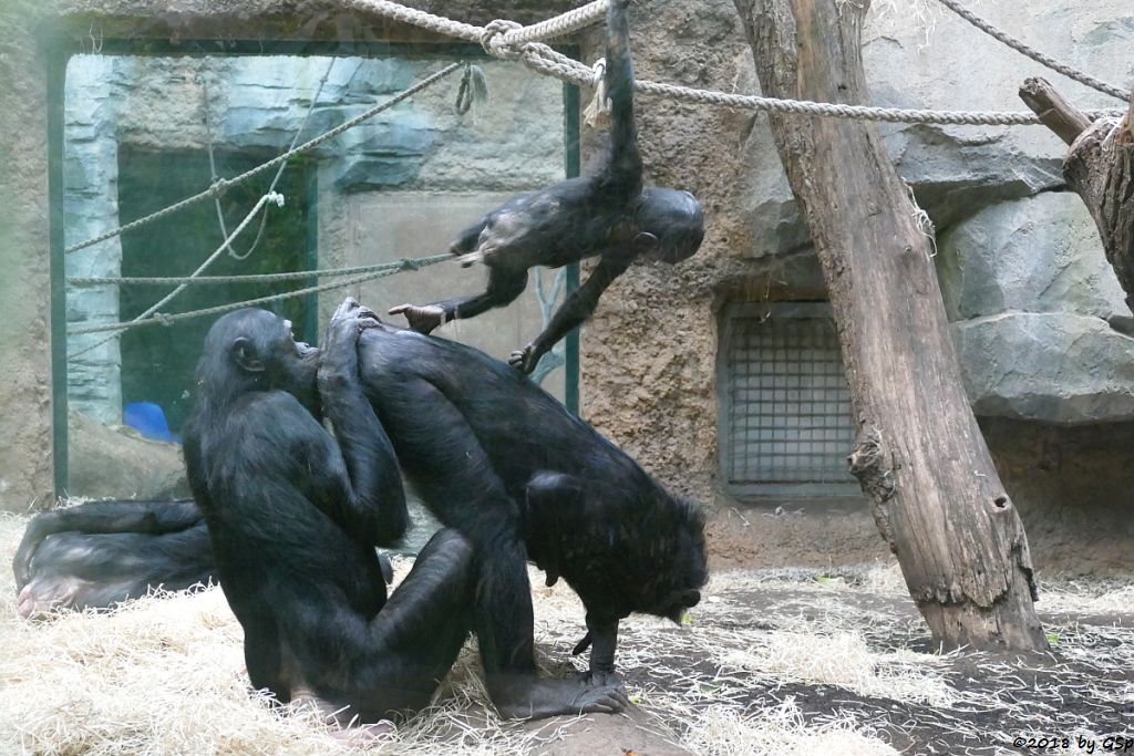 Bonobo (Zwergschimpanse)