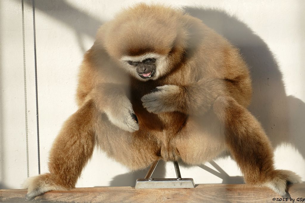 Weißhandgibbon (Lar)