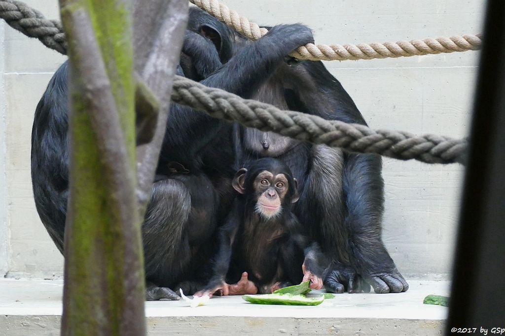 Westafrikanischer Schimpanse