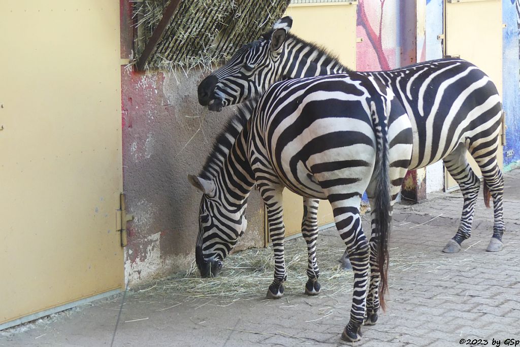 Böhm-Steppenzebra (Grant-Zebra)