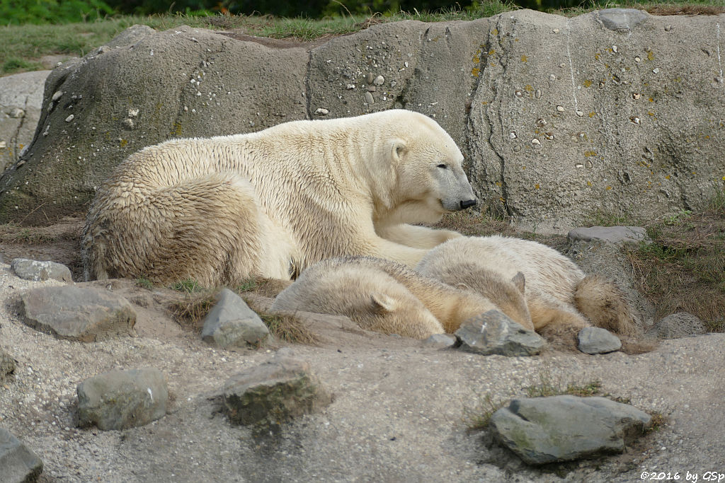 Eisbär, Jungtiere geb. am 2.12.14