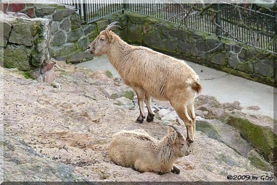 Westkaukasischer Steinbock (Kuban-Tur)