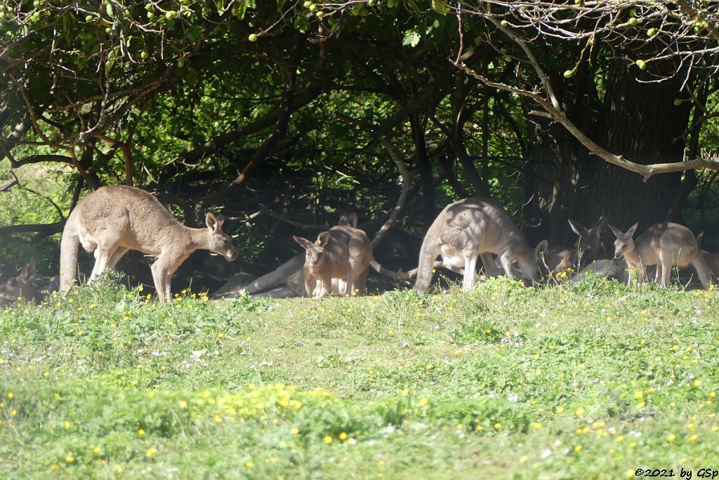 Östliches Graues Riesenkänguru