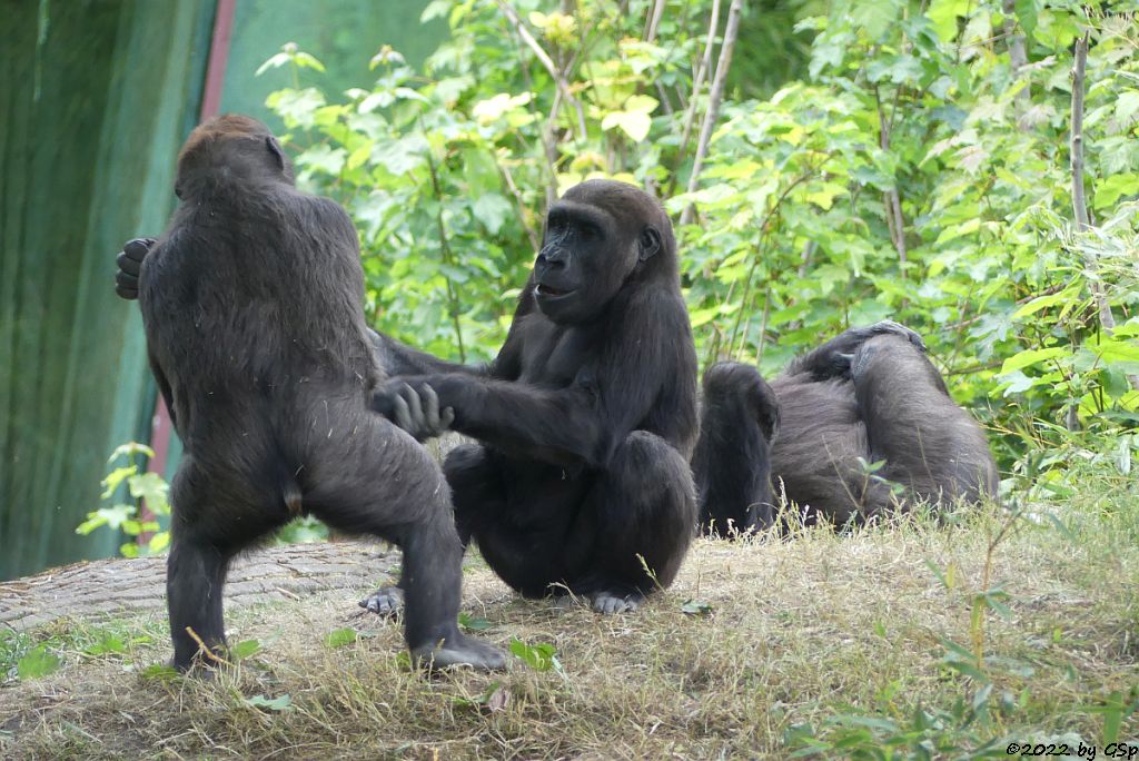 Westlicher Flachlandgorilla