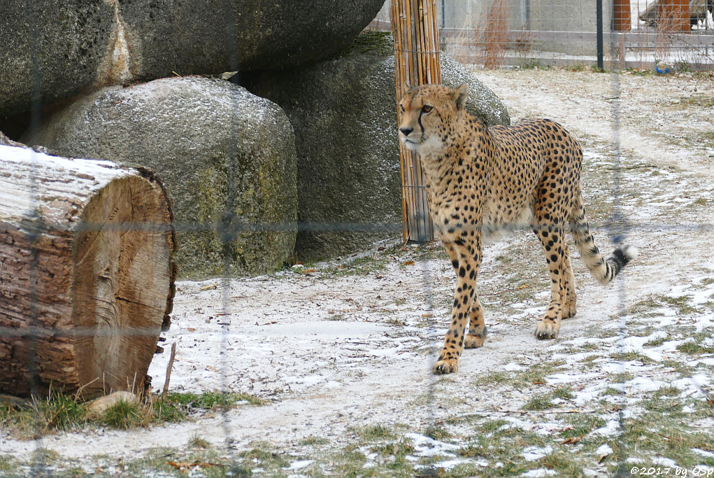 Südafrikanischer Gepard