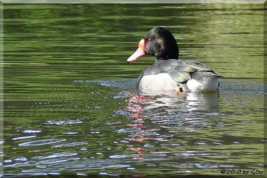 Peposarka-Ente