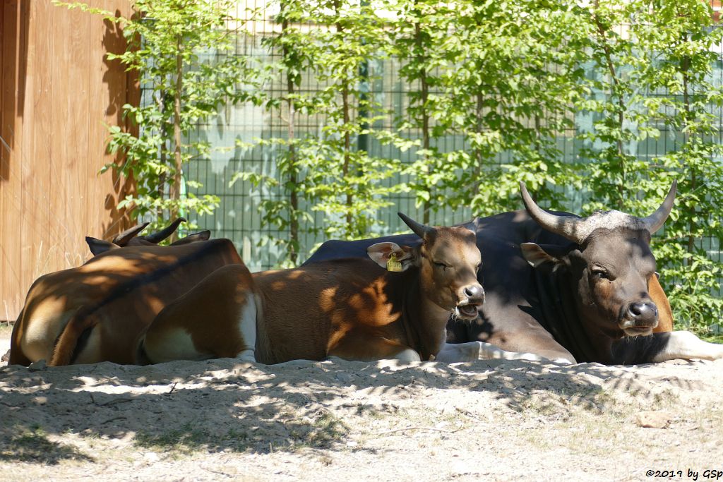 Java-Banteng, Jungtier geb. 24.6.19