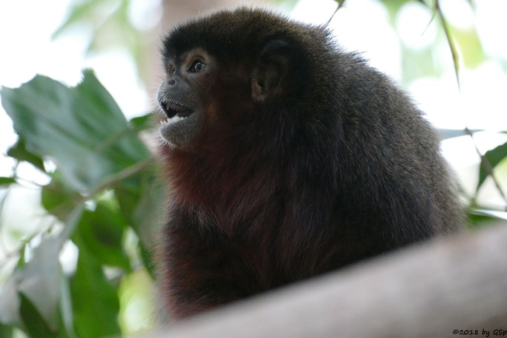 Roter Springaffe (Sumpfspringaffe, Roter Titi)