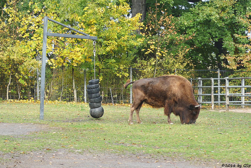 Amerikanischer Bison