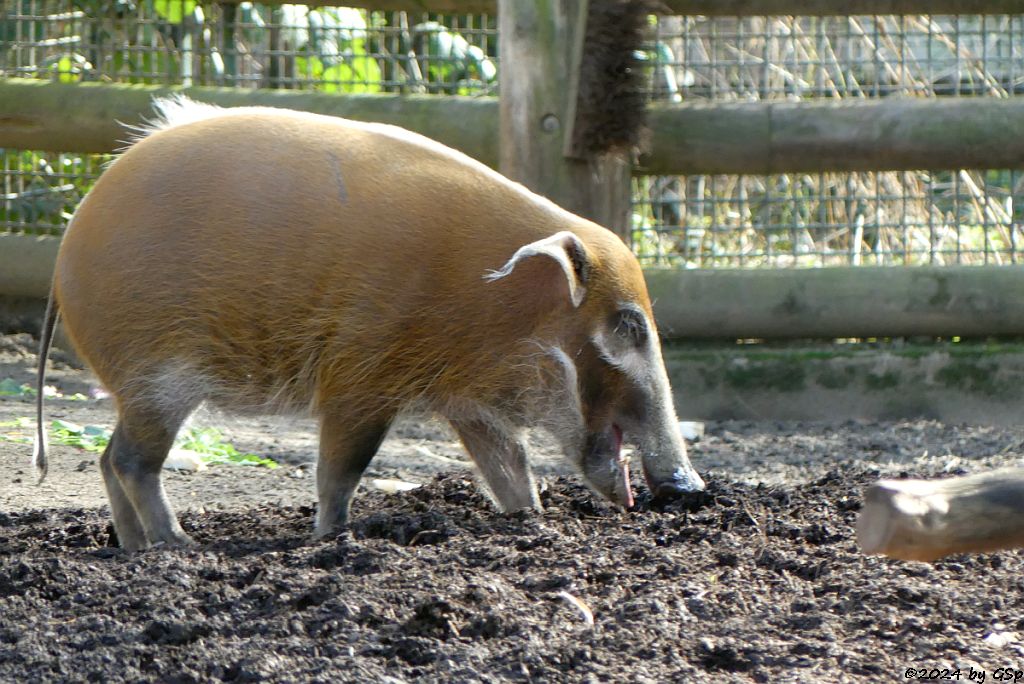 Pinselohrschwein (Rotes Flussschwein)