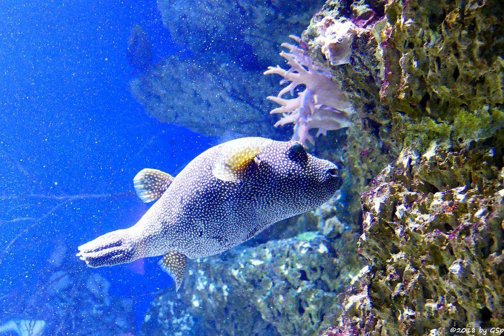 Sternenkugelfisch (Perlhuhn-Kugelfisch)