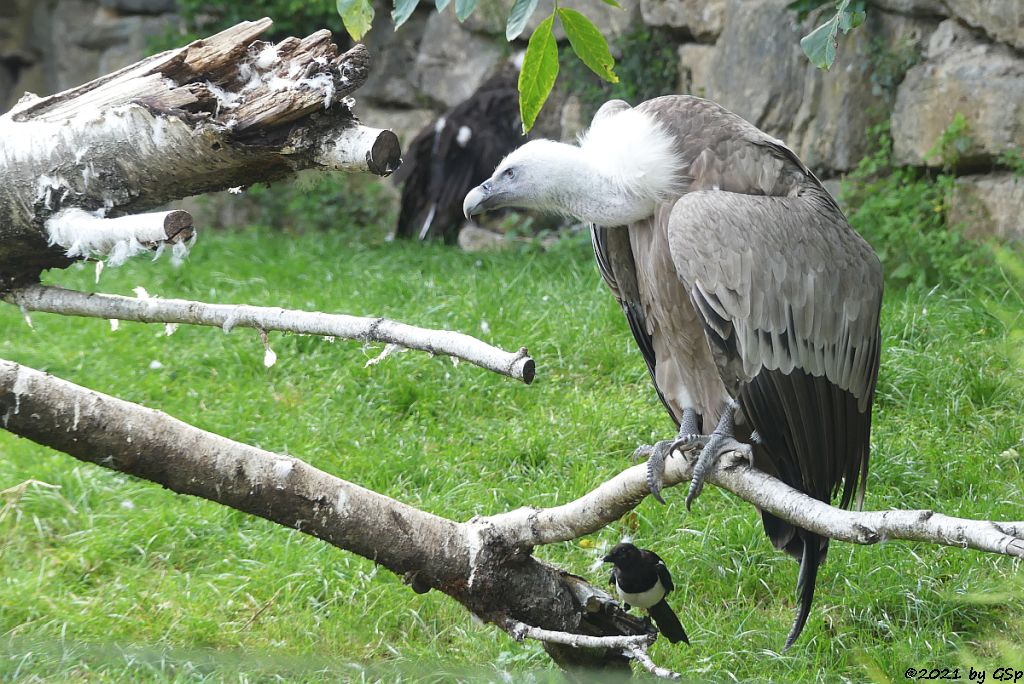 Gänsegeier, Mönchsgeier (Kuttengeier)