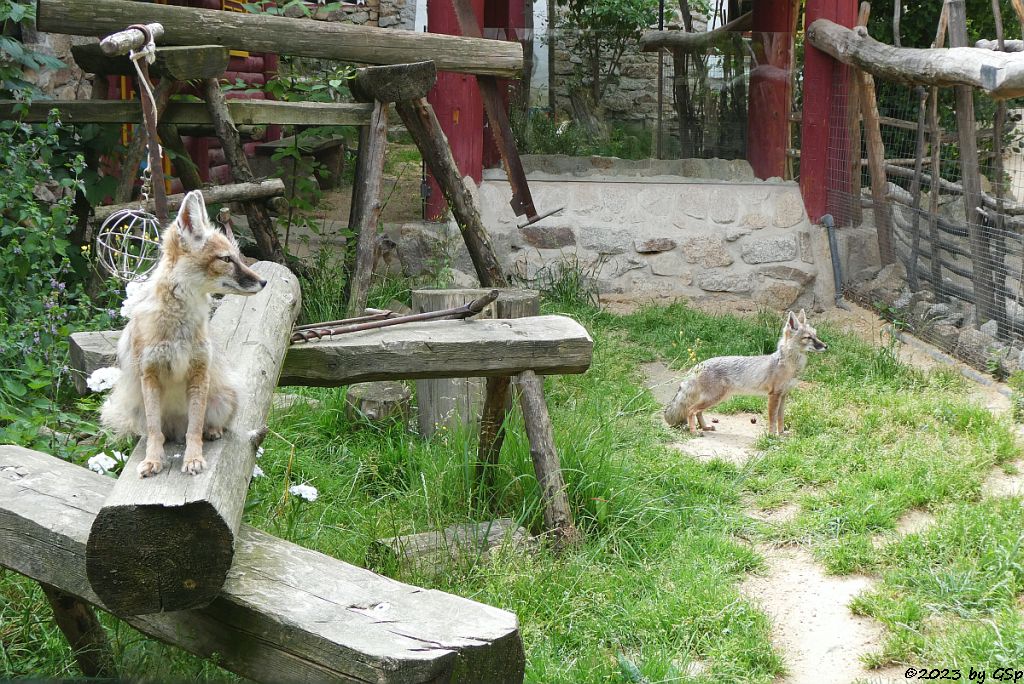 Korsak (Steppenfuchs)