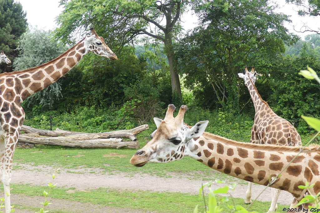 Rothschildgiraffe (Uganda-Giraffe, Baringo-Giraffe)