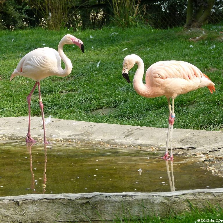 Rosaflamingo und Chileflamingo