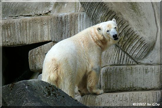 Eisbär