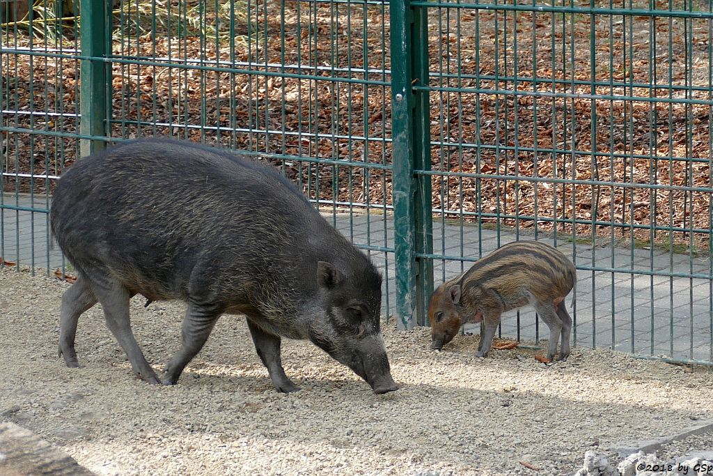 Negros-Pustelschwein (Visayas-Pustelschwein, Visayas Mähnenschwein), Jungtier geb. 17.7.18