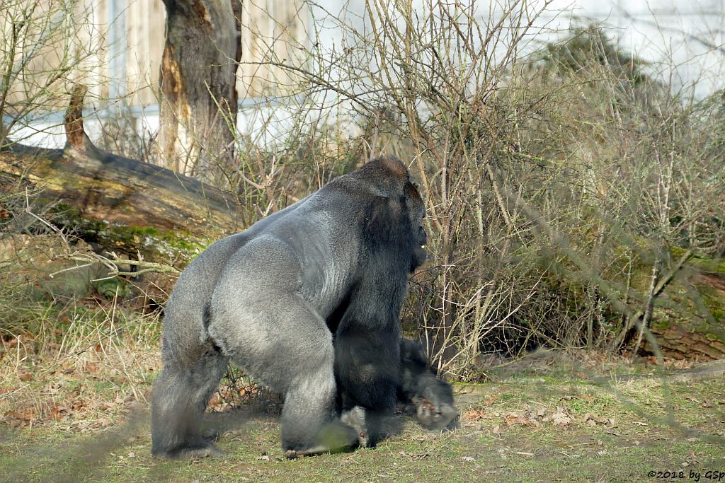 Flachlandgorilla TUANA mit Jungtier, geb. 11.1.18 (2 Wochen alt)