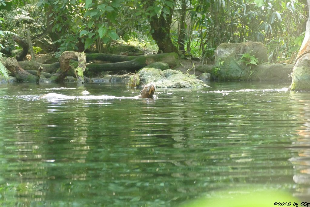 Riesenotter, 3 Jungtiere geb. 20.5.20