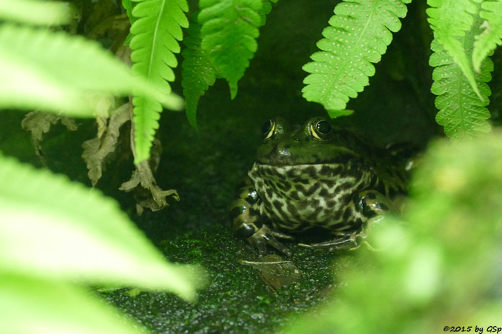 Teichfrosch (Wasserfrosch)