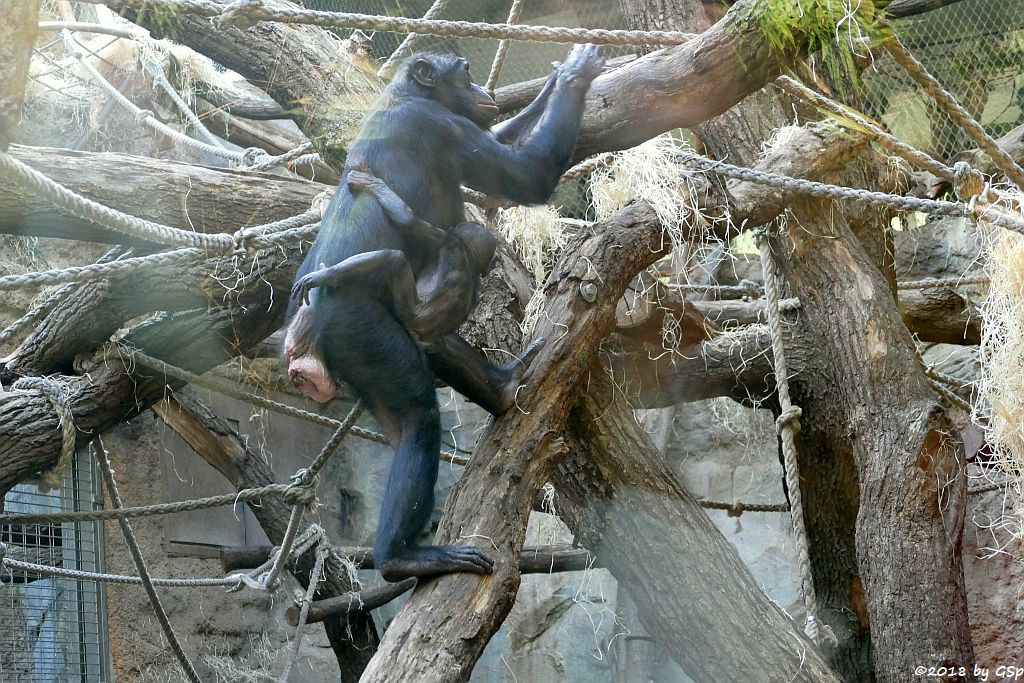 Bonobo (Zwergschimpanse)