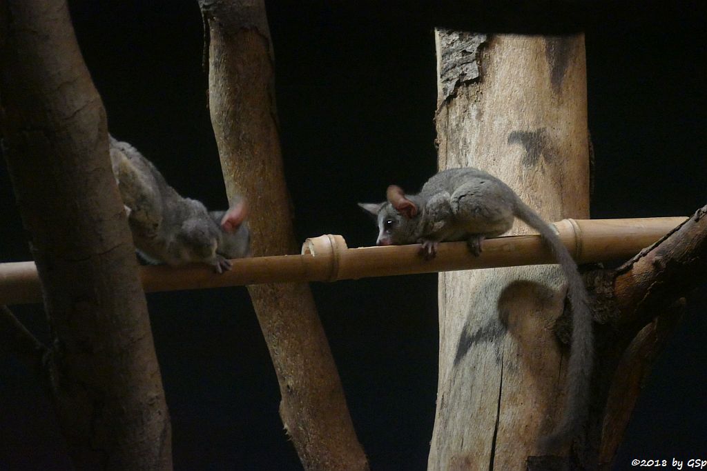 Senegal-Galago (Buschbaby, Steppengalago)