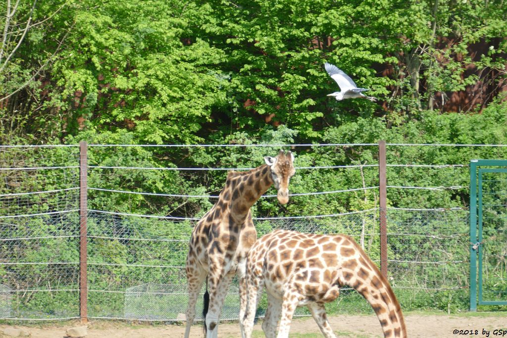 Rothschildgiraffe (Uganda-Giraffe, Baringo-Giraffe), Graureiher (Fischreiher)