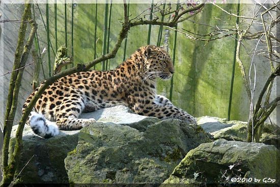 Amurleopard