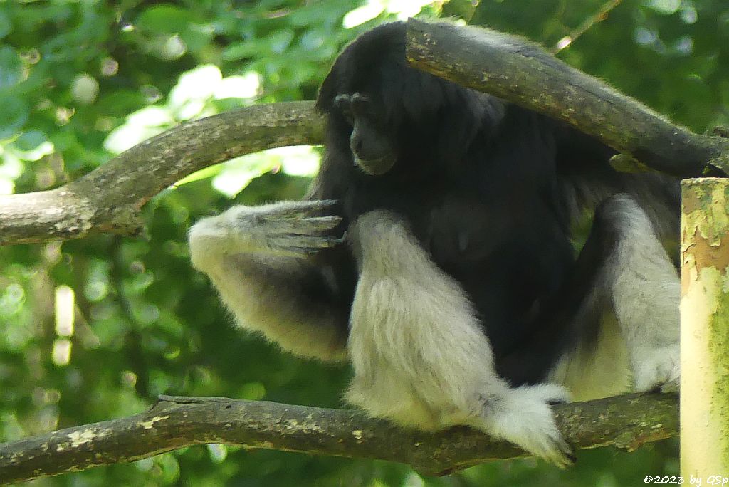 Gibbon GOMORRHA -Hybrid aus Weißhandgibbon und Kappengibbon