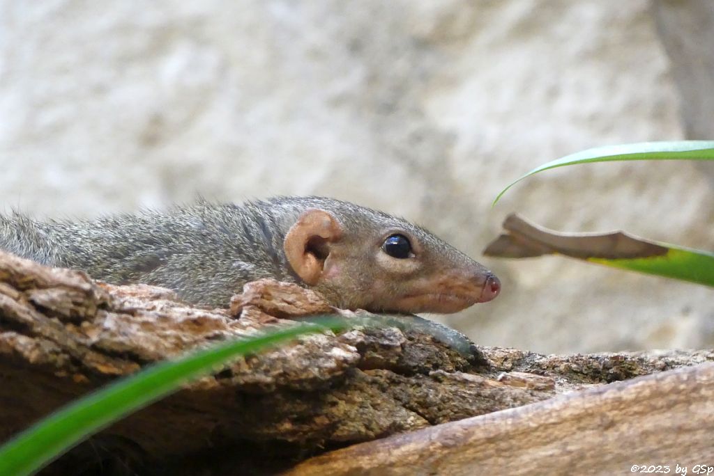 Nördliches Spitzhörnchen (Belanger-Tupaja)