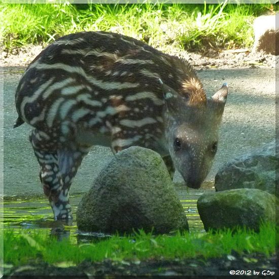 Flachland-Tapir geb. am 1.5.12