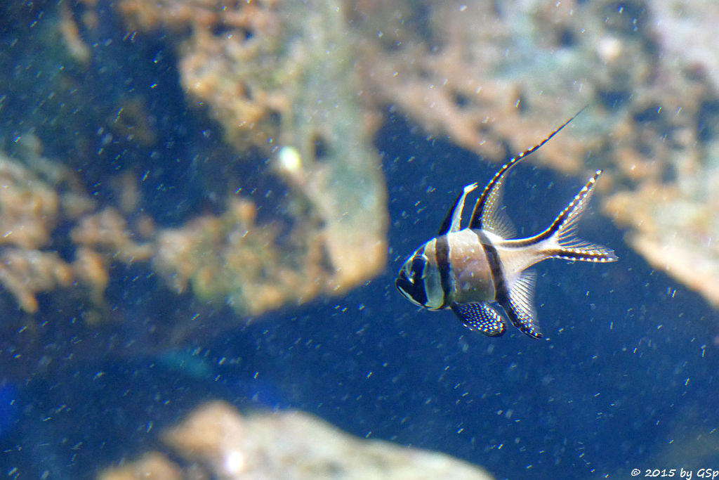 Banggai Kardinalfisch