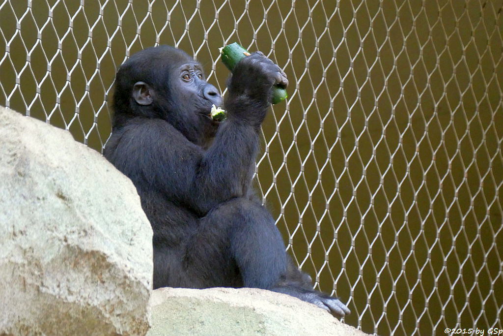 Flachlandgorilla SAWA