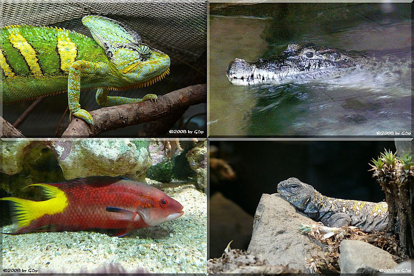 Aquarium-Terrarium - 78 Fotos