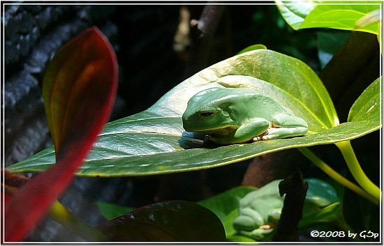 Makifrosch