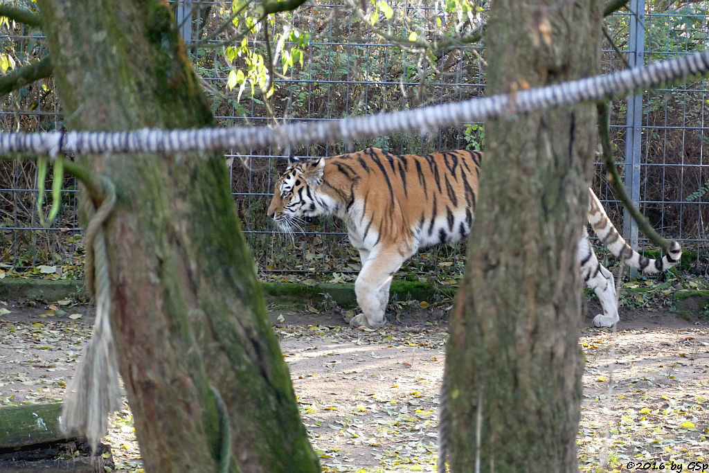 Sibirische Tigerin HANYA