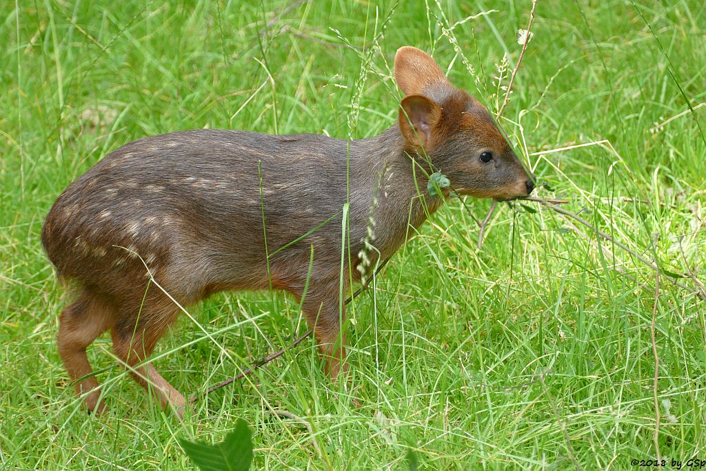 Südlicher Pudu (Südpudu), geb. am 9.5.18 (10 Wochen)