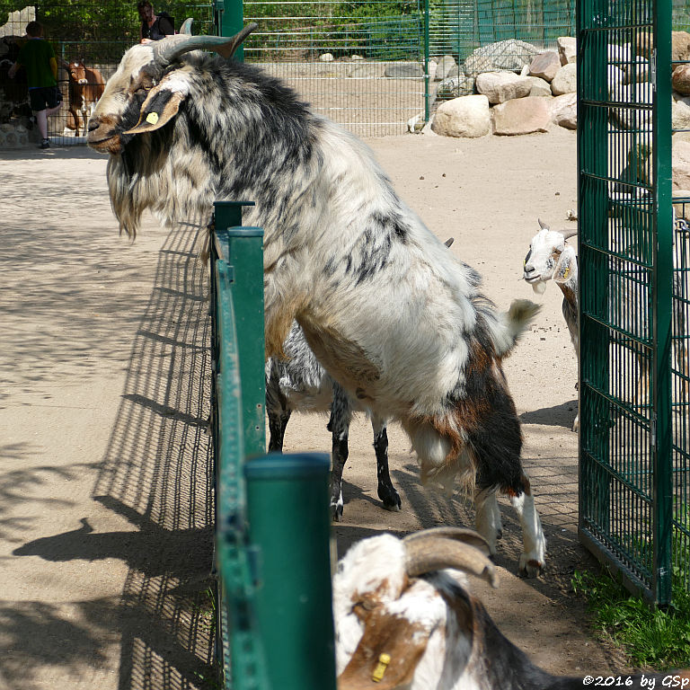 Damara-Ziege (Hängeohrziege), Zwerg-Zebu