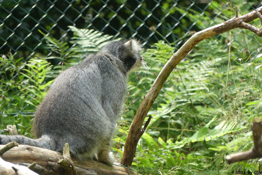 Mongolischer Manul (Sibirischer Manul)